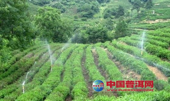 普洱茶