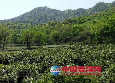 普洱茶