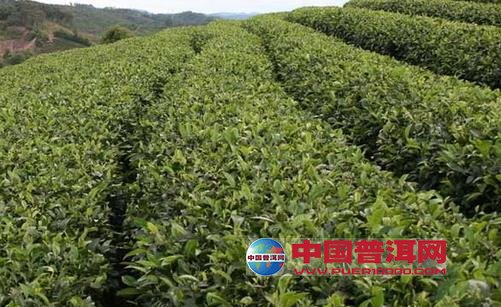普洱茶