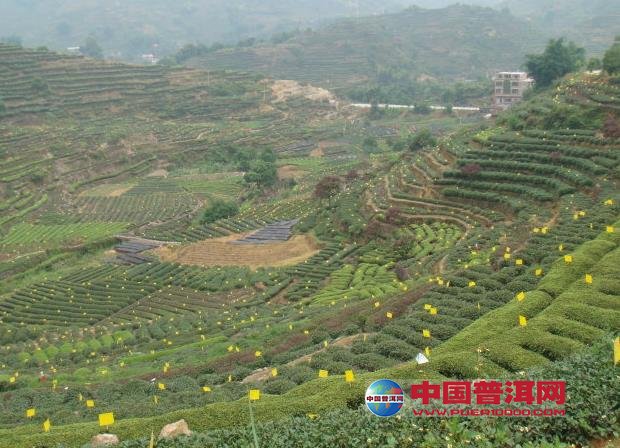 普洱茶