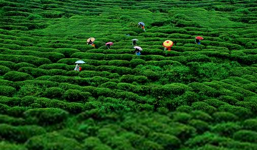 茶叶健康栽培的技术要点-种植知识-普洱茶栽培-中国普洱网—普洱茶