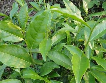 普洱茶