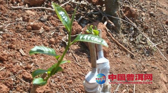 普洱茶