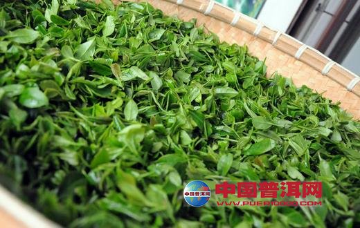 普洱茶