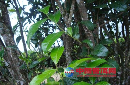 普洱茶