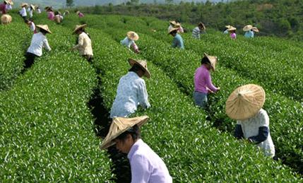 普洱茶