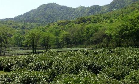 普洱茶