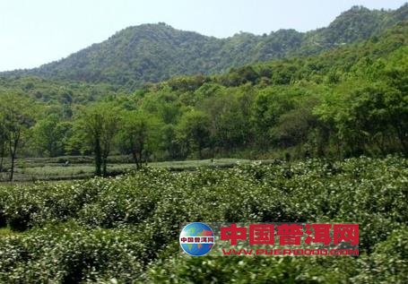普洱茶