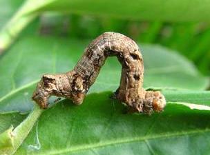普洱茶