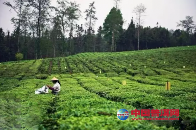 台地茶的品种繁育呈现“百花齐