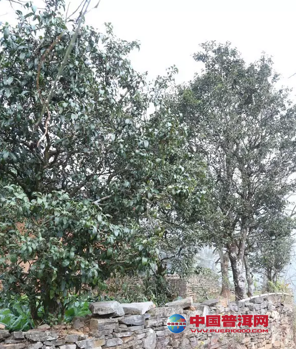 <u><a href='http://www.puer10000.com/puerzhishi/32854.html' target='_blank'>普洱<u><a href='http://www.puer10000.com/puerzhishi/100997.html' target='_blank'>茶</a></u></a></u>