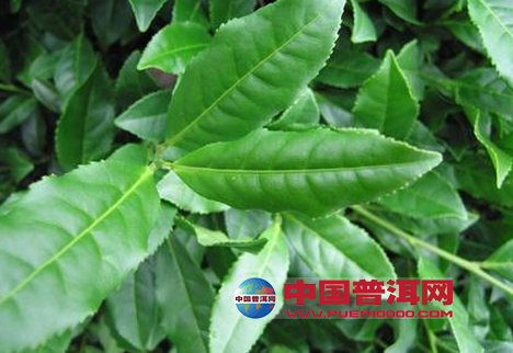 <u><a href='http://www.puer10000.com/puerzhishi/32854.html' target='_blank'>ն<u><a href='http://www.puer10000.com/puerzhishi/100997.html' target='_blank'></a></u></a></u>