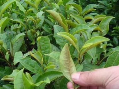 普洱茶