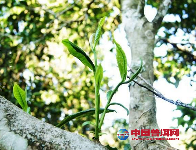 <u><a href='http://www.puer10000.com/puerzhishi/32854.html' target='_blank'>普洱<u><a href='http://www.puer10000.com/puerzhishi/100997.html' target='_blank'>茶</a></u></a></u>
