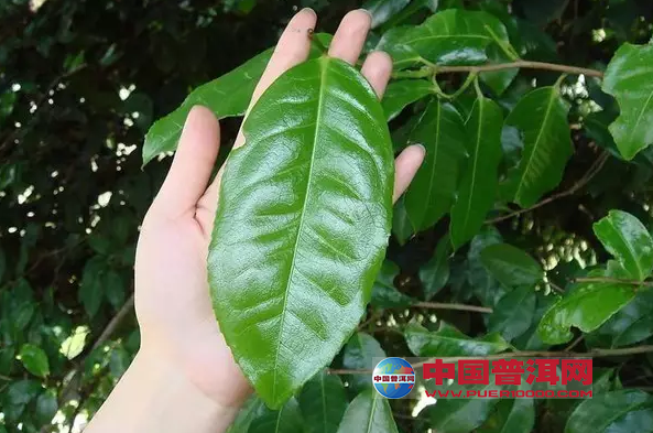 普洱茶