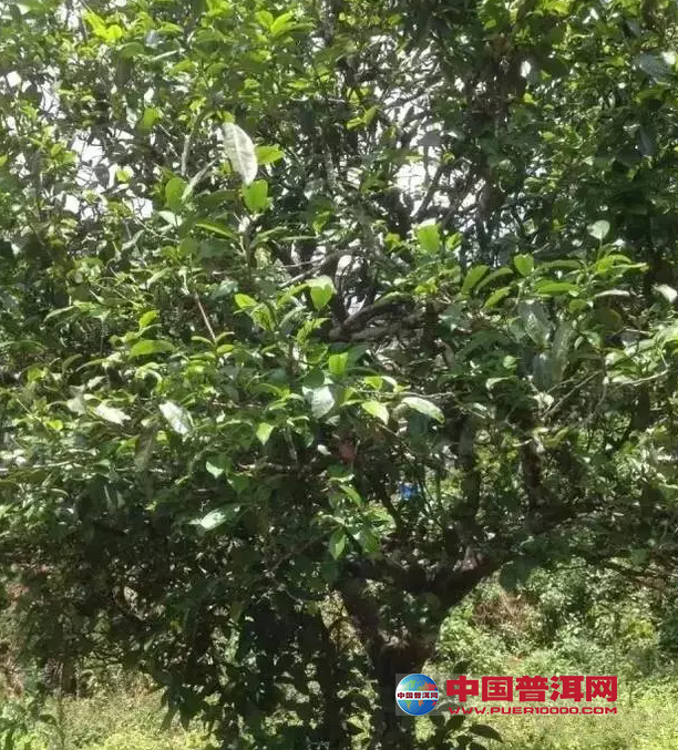 普洱茶