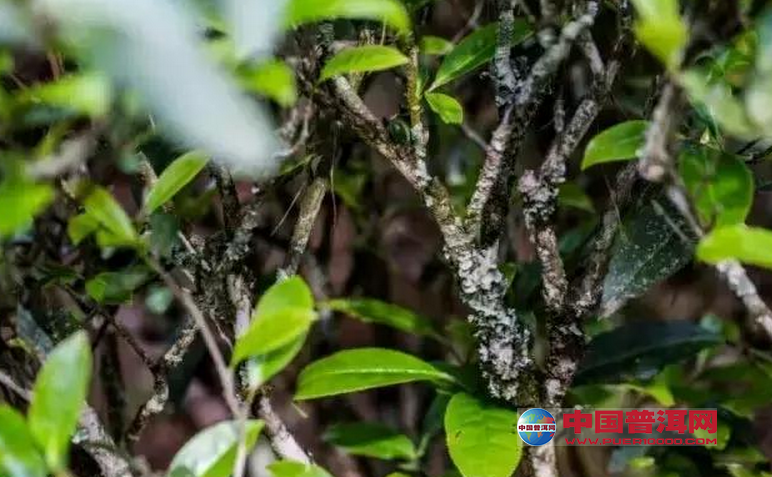 品武夷岩茶享风骨魁奇