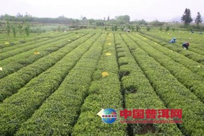 推进茶产业标准化、提高松阳茶