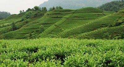 宜宾茶产业发展综述：走好绿色