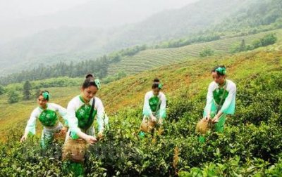 茶园茶叶生态采摘技术