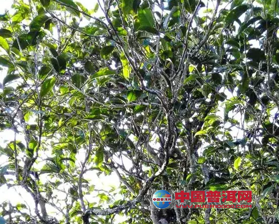 <u><a href='http://www.puer10000.com/puerzhishi/32854.html' target='_blank'>ն<u><a href='http://www.puer10000.com/puerzhishi/100997.html' target='_blank'></a></u></a></u>