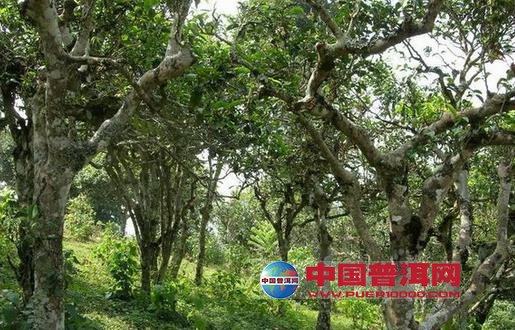 普洱茶