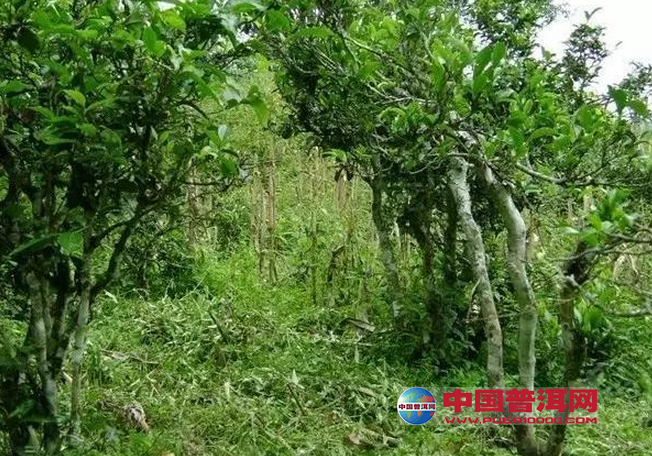 <u><a href='http://www.puer10000.com/puerzhishi/32854.html' target='_blank'>普洱<u><a href='http://www.puer10000.com/puerzhishi/100997.html' target='_blank'>茶</a></u></a></u>
