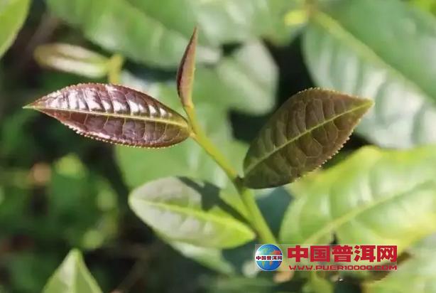<u><a href='http://www.puer10000.com/puerzhishi/32854.html' target='_blank'>普洱<u><a href='http://www.puer10000.com/puerzhishi/100997.html' target='_blank'>茶</a></u></a></u>