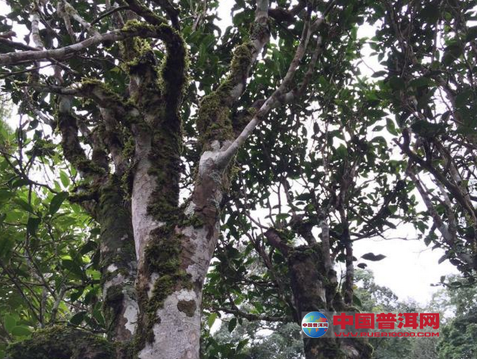 <u><a href='http://www.puer10000.com/puerzhishi/32854.html' target='_blank'>普洱<u><a href='http://www.puer10000.com/puerzhishi/100997.html' target='_blank'>茶</a></u></a></u>