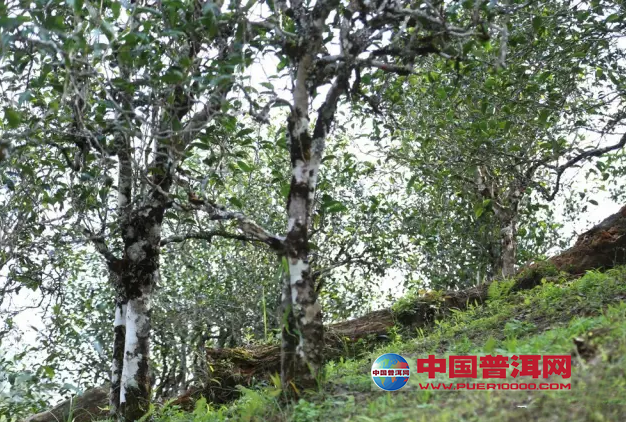 <u><a href='http://www.puer10000.com/puerzhishi/32854.html' target='_blank'>ն<u><a href='http://www.puer10000.com/puerzhishi/100997.html' target='_blank'></a></u></a></u>