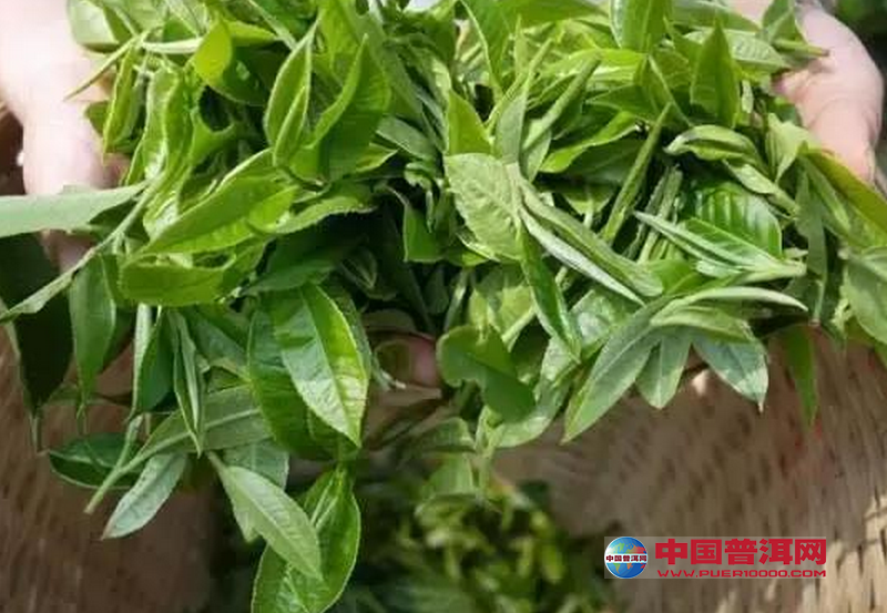 勐海,傣语为"英雄居住的地方",位于云南省西双版纳傣族自治州西部,素