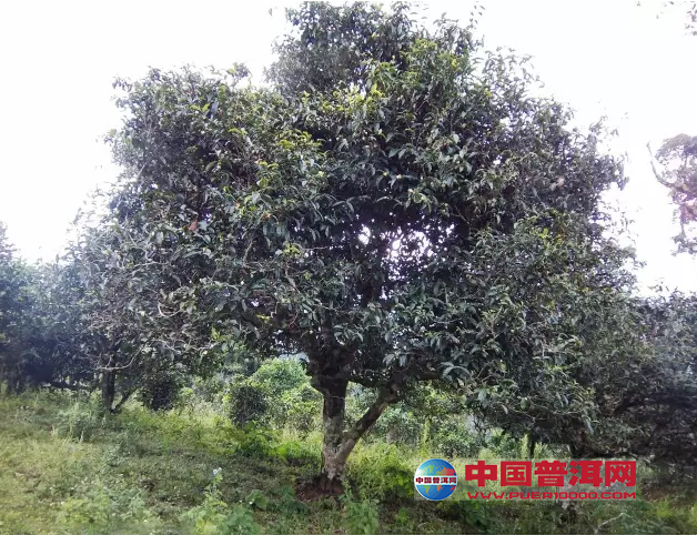 <u><a href='http://www.puer10000.com/puerzhishi/32854.html' target='_blank'>ն<u><a href='http://www.puer10000.com/puerzhishi/100997.html' target='_blank'></a></u></a></u>