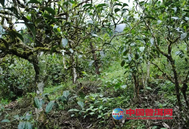 <u><a href='http://www.puer10000.com/puerzhishi/32854.html' target='_blank'>ն<u><a href='http://www.puer10000.com/puerzhishi/100997.html' target='_blank'></a></u></a></u>