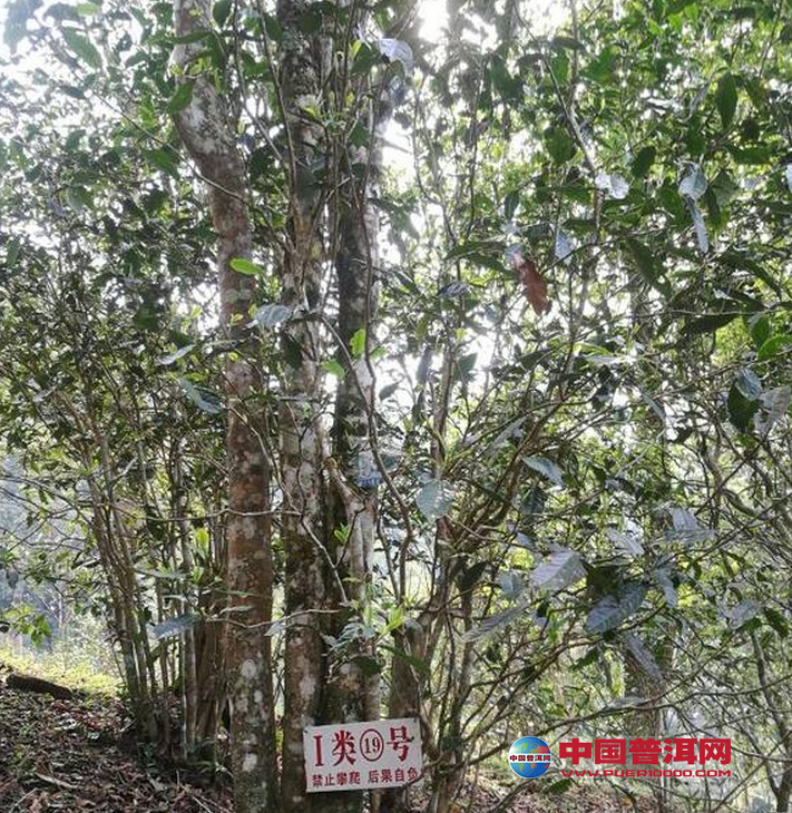 <u><a href='http://www.puer10000.com/puerzhishi/32854.html' target='_blank'>普洱<u><a href='http://www.puer10000.com/puerzhishi/100997.html' target='_blank'>茶</a></u></a></u>