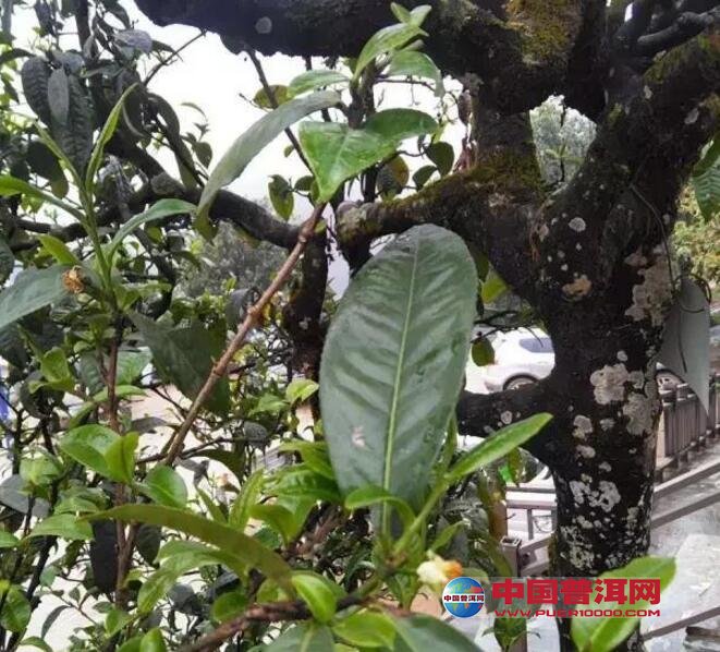 <u><a href='http://www.puer10000.com/puerzhishi/32854.html' target='_blank'>普洱<u><a href='http://www.puer10000.com/puerzhishi/100997.html' target='_blank'>茶</a></u></a></u>