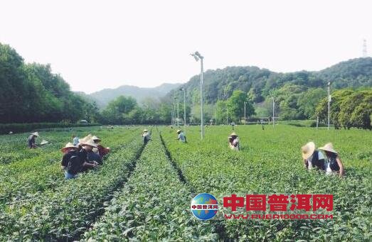 普洱茶