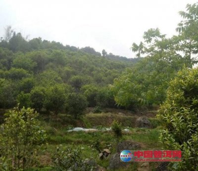 <b>ʯİ</b>