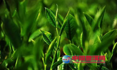 中国茶产业联盟成立目标直指茶