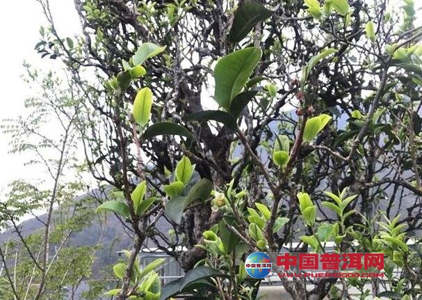 <u><a href='http://www.puer10000.com/puerzhishi/32854.html' target='_blank'>普洱<u><a href='http://www.puer10000.com/puerzhishi/100997.html' target='_blank'>茶</a></u></a></u>
