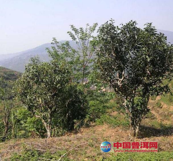 <u><a href='http://www.puer10000.com/puerzhishi/32854.html' target='_blank'>普洱<u><a href='http://www.puer10000.com/puerzhishi/100997.html' target='_blank'>茶</a></u></a></u>