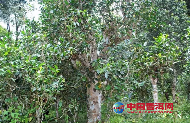 <u><a href='http://www.puer10000.com/puerzhishi/32854.html' target='_blank'>ն<u><a href='http://www.puer10000.com/puerzhishi/100997.html' target='_blank'></a></u></a></u>