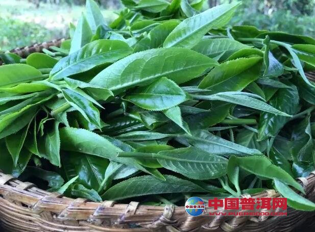 鲜叶到绿茶初制技术到底暗藏什么神奇