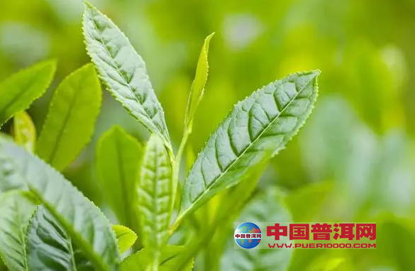 普洱茶