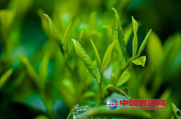普洱茶