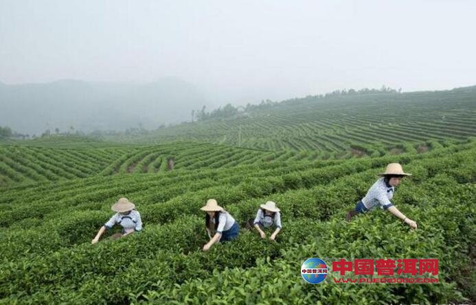 建设生态茶园要哪些配套技术要求呢-种植知识-普洱茶栽培-中国普洱网
