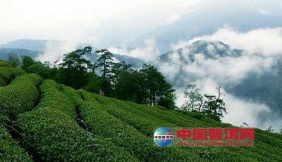 中国茶叶在世界有怎样的地位