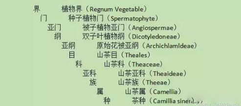普洱茶