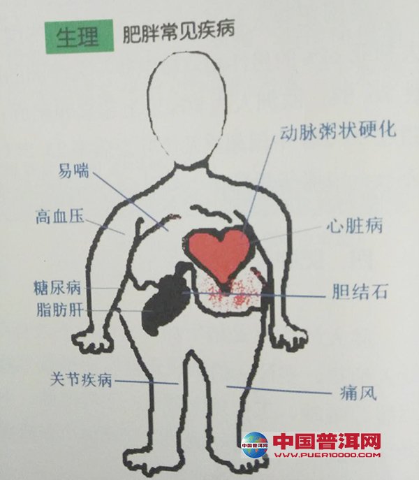普洱茶