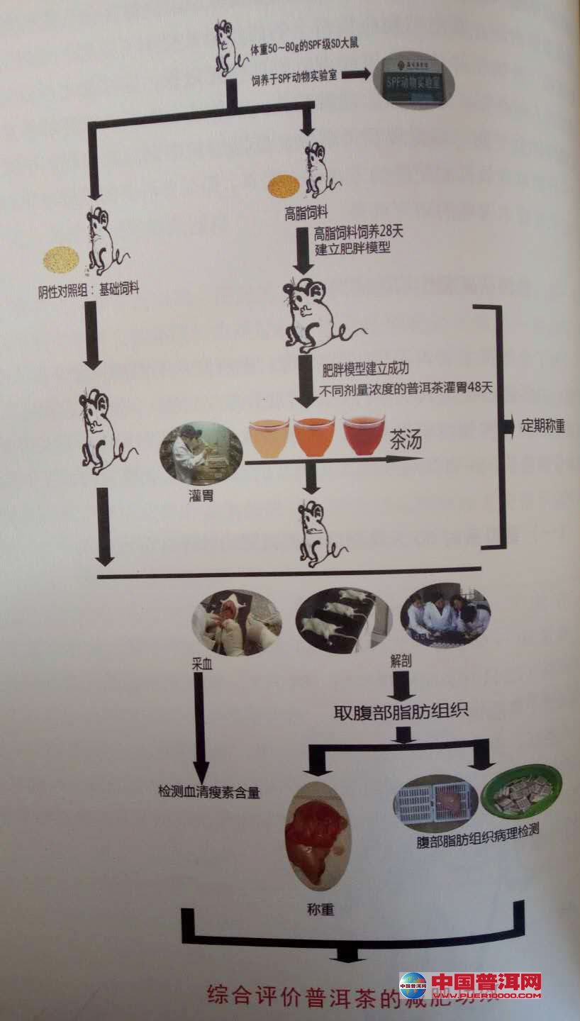 普洱茶