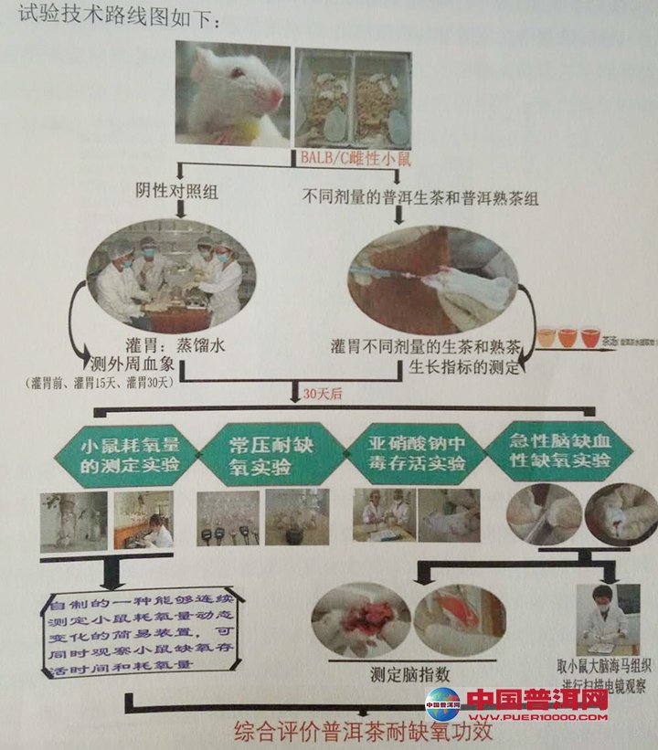 普洱茶